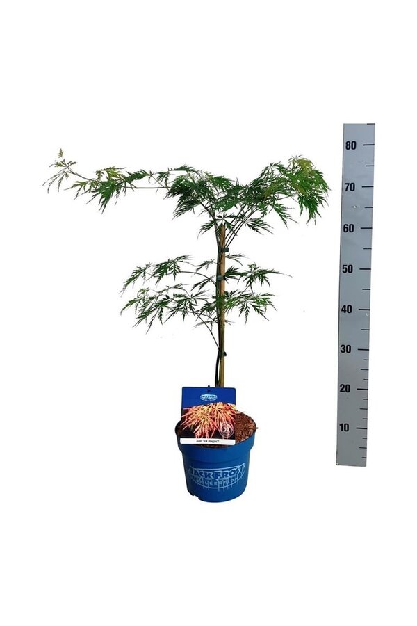 Esdoorn Acer Ice Dragon ®