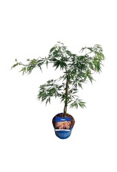 Érable Acer Ice Dragon ®