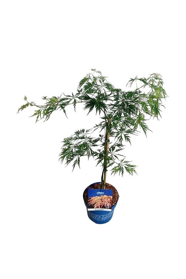 Érable Acer Ice Dragon ®