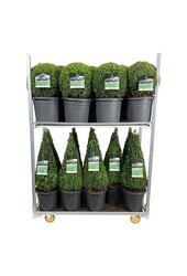 Buxus sempervirens
