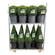 Buxus