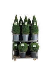 Buxus sempervirens