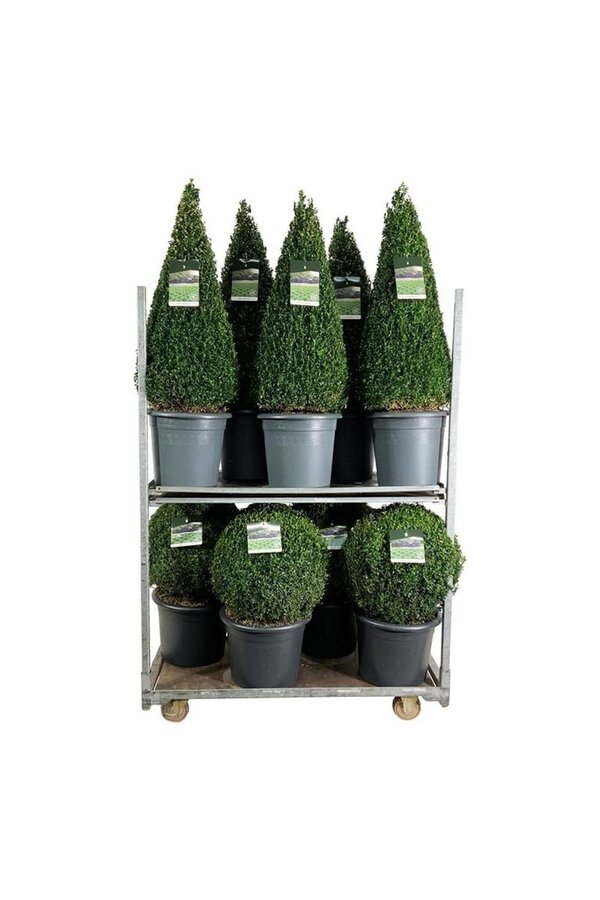 Buxus sempervirens
