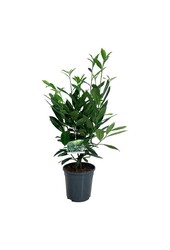 Portugese laurier Prunus Caucasica