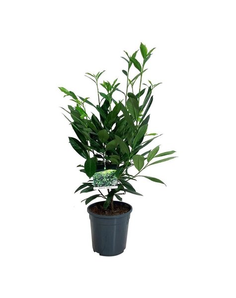 Prunus