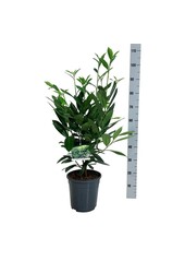 Laurier du Portugal Prunus Caucasica