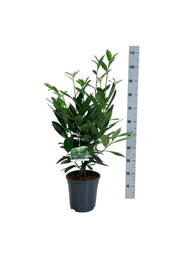 Portugese laurier Prunus Caucasica