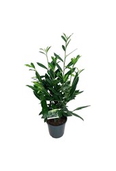 Laurier du Portugal Prunus Caucasica