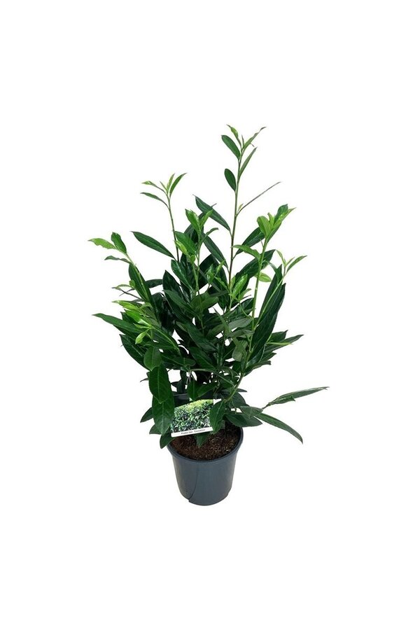 Laurier du Portugal Prunus Caucasica