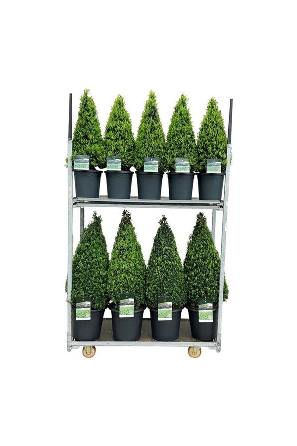 Buxus sempervirens