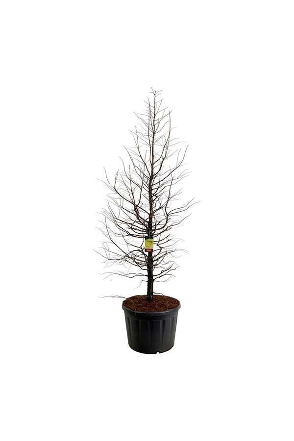 Metasequoia Amber Glow PBR