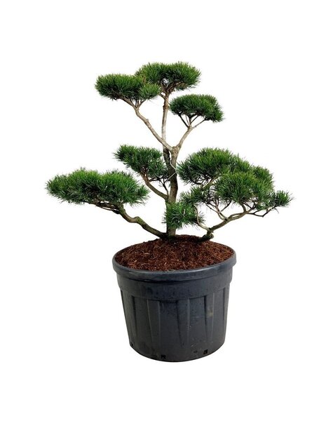 Pinus