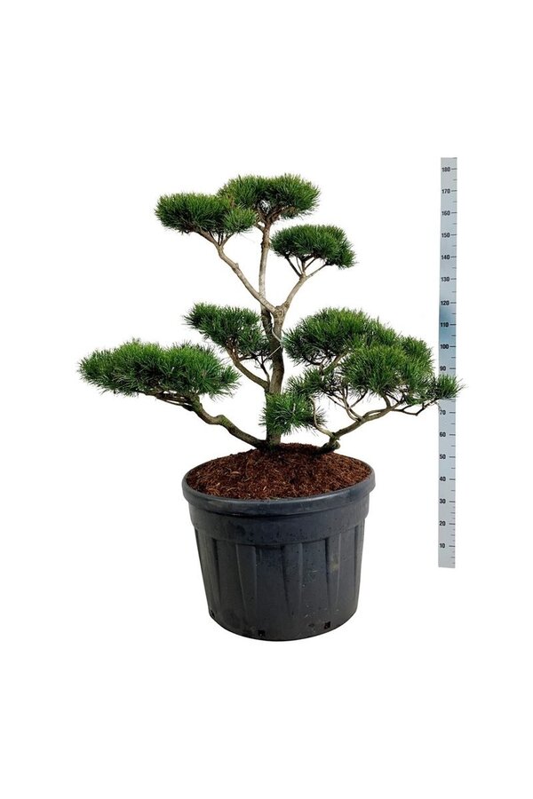 Pin Pinus contorta