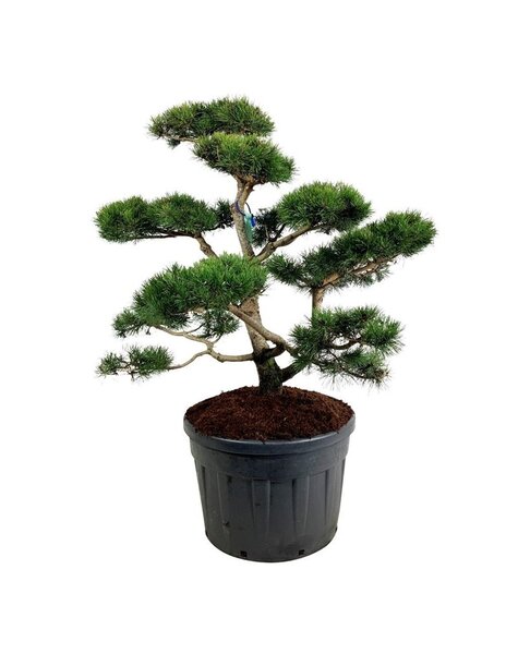 Pinus