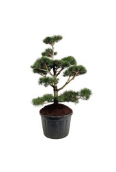 Denneboom Pinus contorta