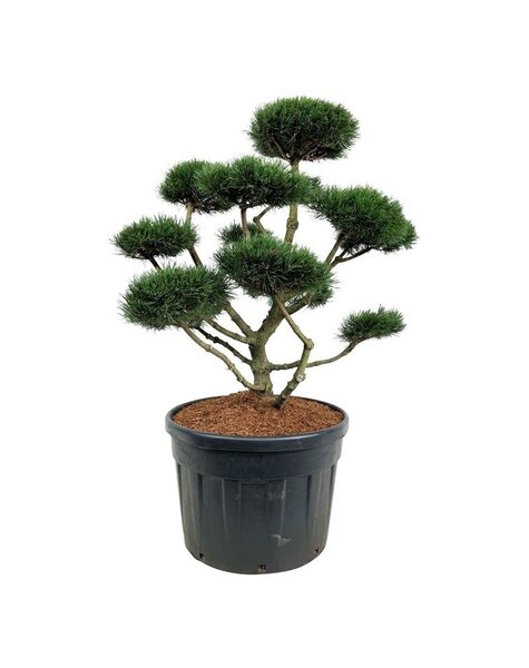 Pinus