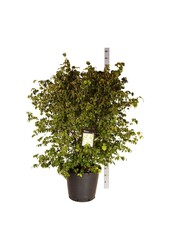 Kornoelje Cornus kousa