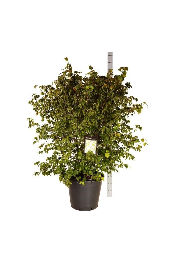 Kornoelje Cornus kousa