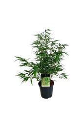 Bamboe Fargesia robusta Tauro