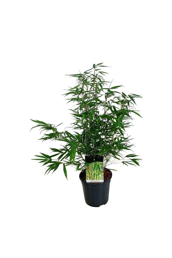 Bamboe Fargesia robusta Tauro