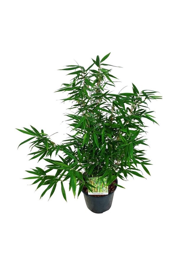 Bamboe Fargesia robusta Tauro