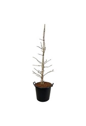 Japanse Notenboom Ginkgo Select Compact