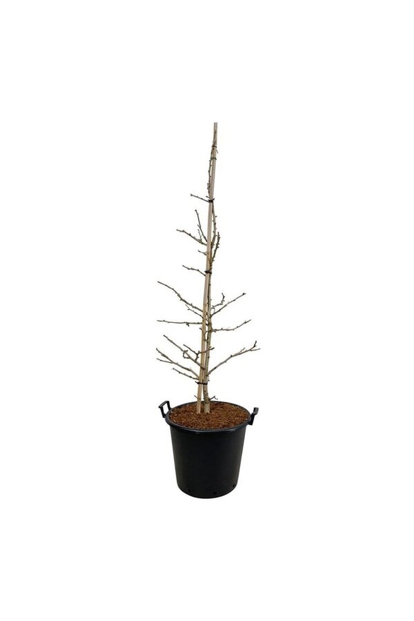 Japanse Notenboom Ginkgo Select Compact