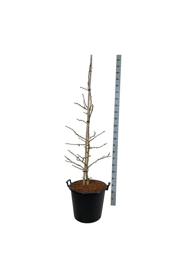 Japanse Notenboom Ginkgo Select Compact