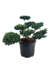 Ilex crenata Convexa