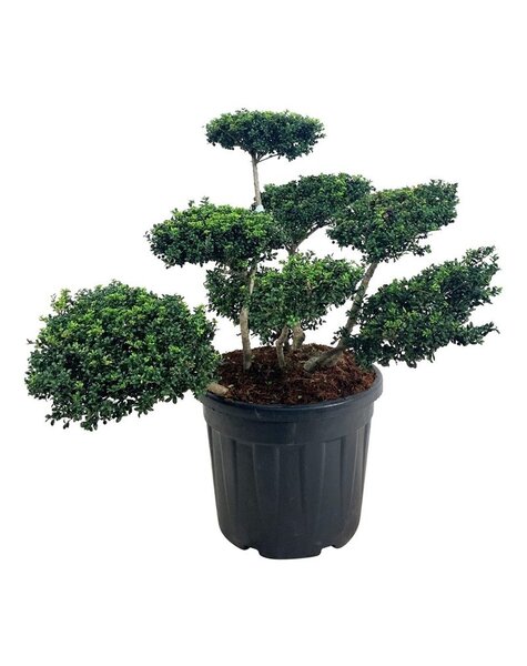 Ilex Crenata