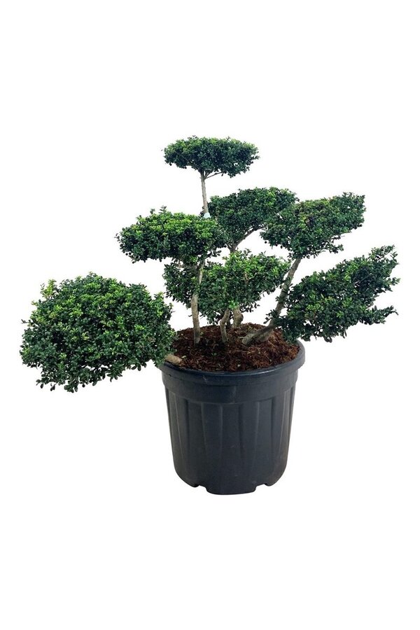 Ilex crenata Convexa