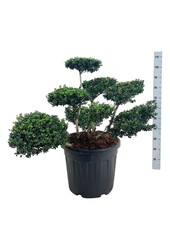 Ilex crenata Convexa