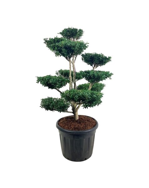 Ilex Crenata