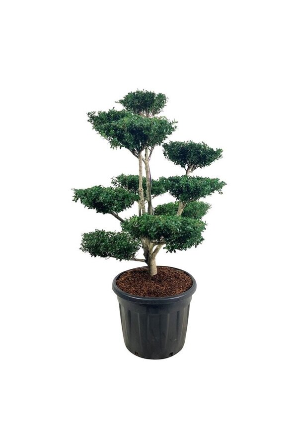 Ilex crenata Green Lustre