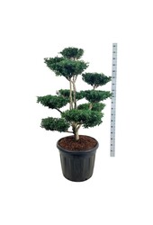 Ilex crenata Green Lustre