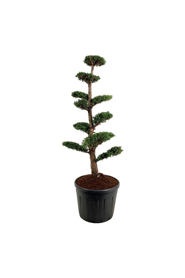Cipres Juniperus Monarch