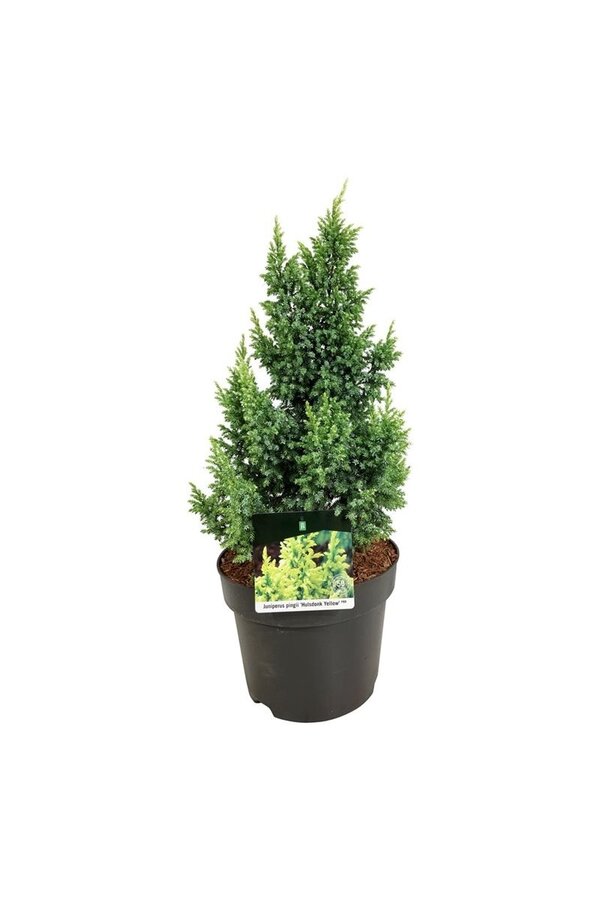 Cipres Juniperus Hulsdonk Yellow