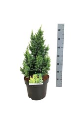 Cipres Juniperus Hulsdonk Yellow