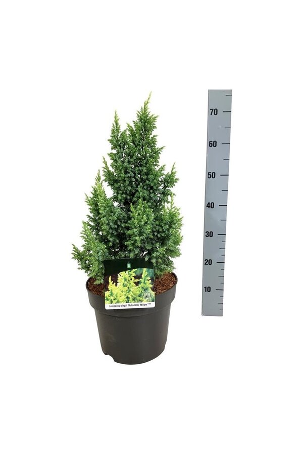 Cipres Juniperus Hulsdonk Yellow