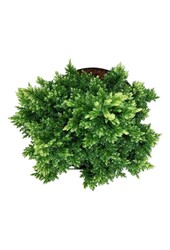 Cipres Juniperus Hulsdonk Yellow