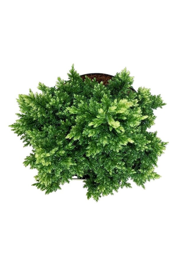 Cipres Juniperus Hulsdonk Yellow