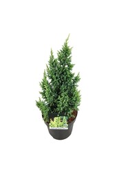 Cipres Juniperus Hulsdonk Yellow