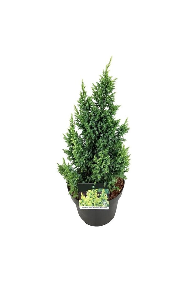 Cipres Juniperus Hulsdonk Yellow