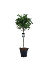 Beverboom Magnolia stellata