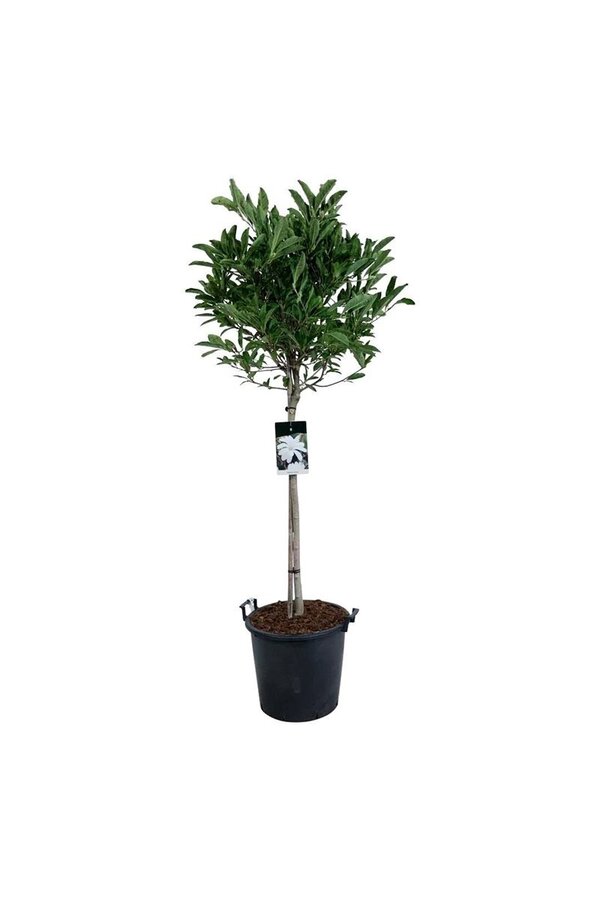 Beverboom Magnolia stellata