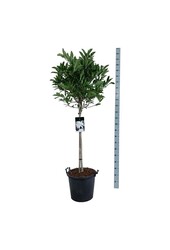 Beverboom Magnolia stellata