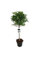 Beverboom Magnolia stellata