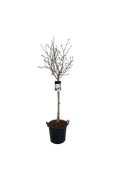 Beverboom Magnolia stellata