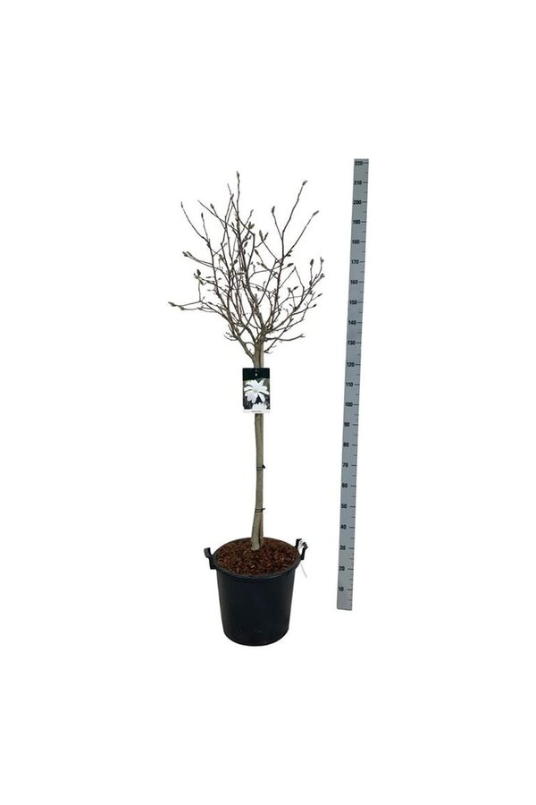 Beverboom Magnolia stellata
