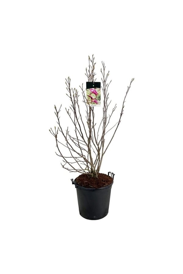Beverboom Magnolia Susan